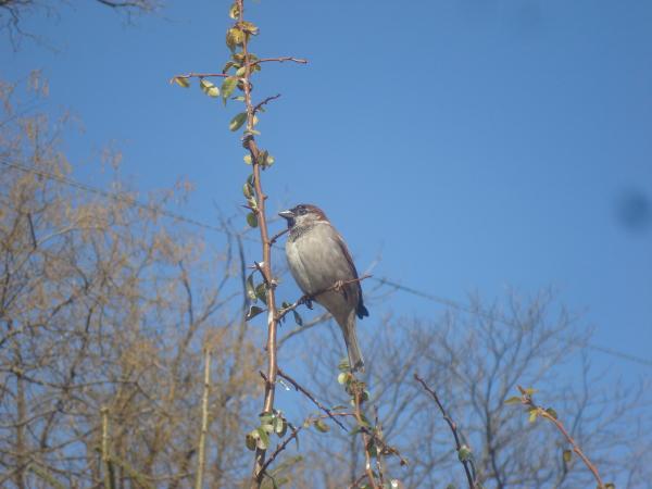 A sparrow on a branch
