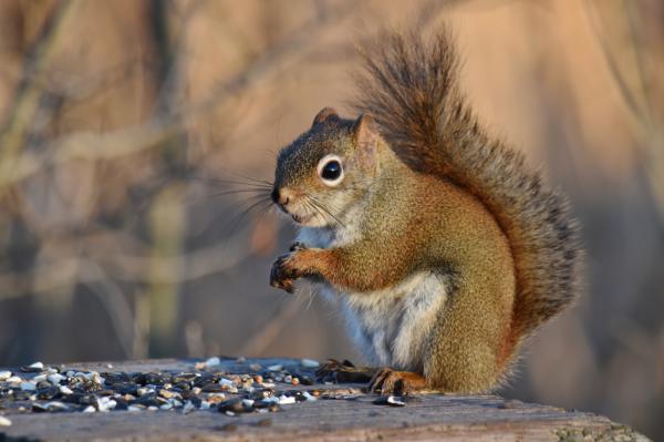 A Squirrel