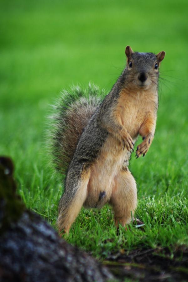 A Standing Sqiurrel
