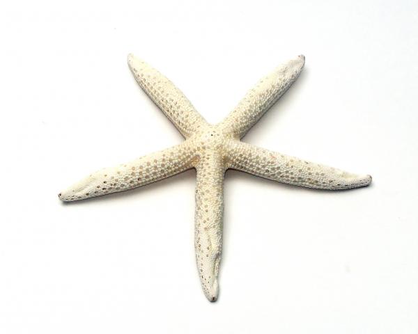 A starfish isolated