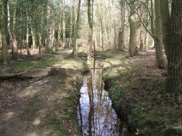 A stream through the woods