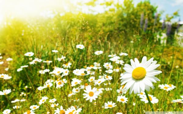 A sunny day