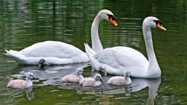 Water Birds