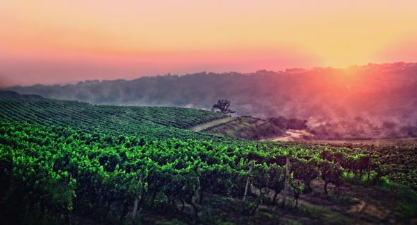 A Vineyard in Central Portugal