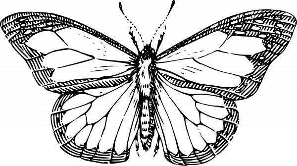 A white butterfly