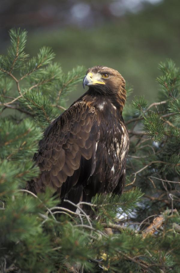 A wild prey