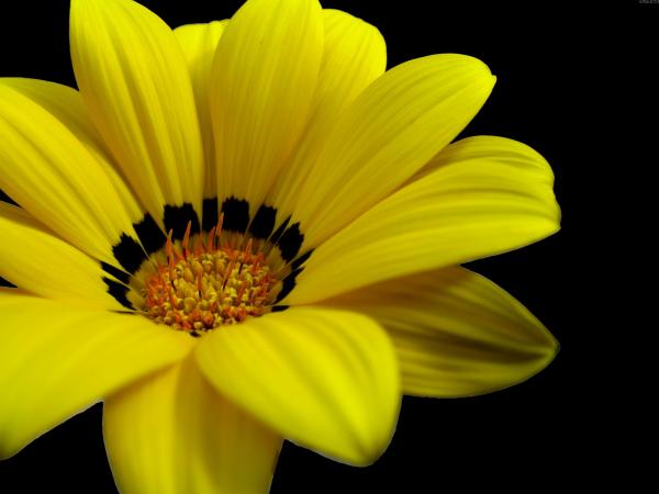 Yellow flower