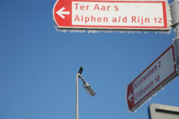 Aalscholver zoekt de weg