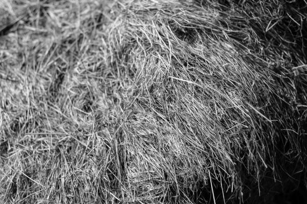 Abstract B&W Grass Texture