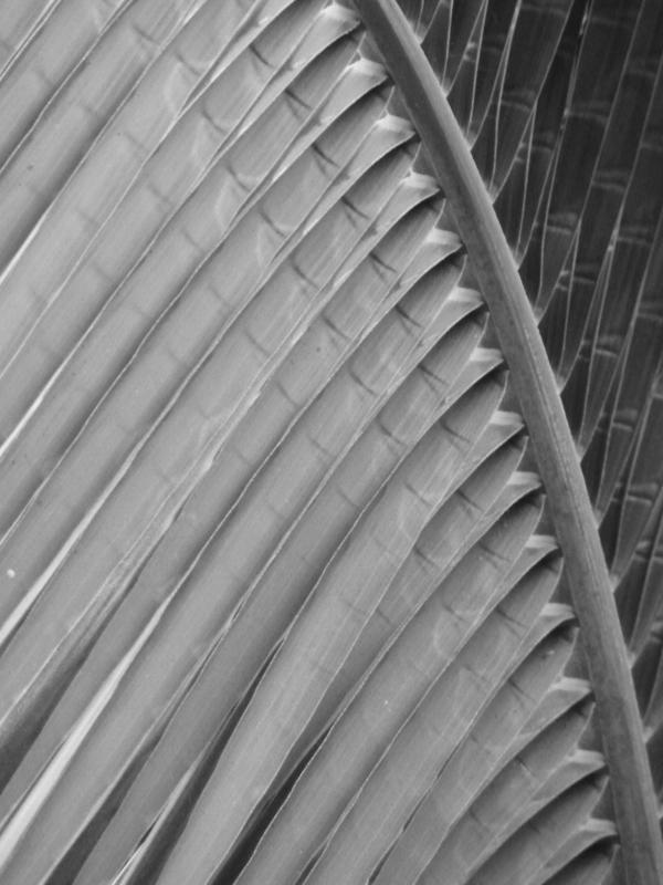 Abstract Palm Leaf Black and White