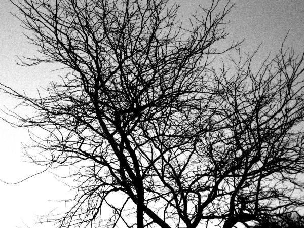Abstract tree branches