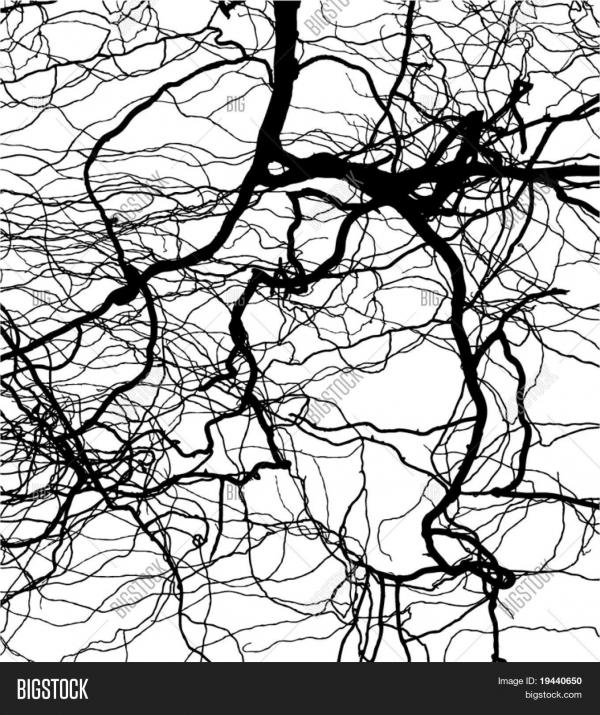Abstract tree branches