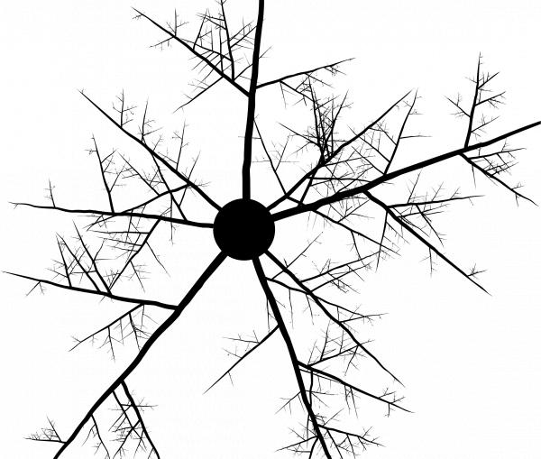 Branches