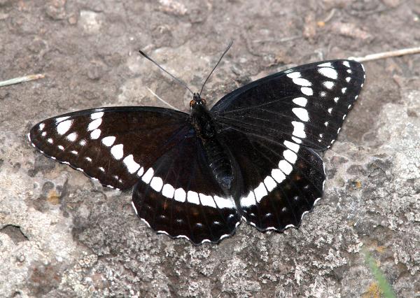 ADMIRAL, WEIDEMEYER'S (Limenitis weidemeyerii) (6-14-13) 8800ft, hannigan ck, 2 m north of hannigan lodge, greenlee co, az (2)