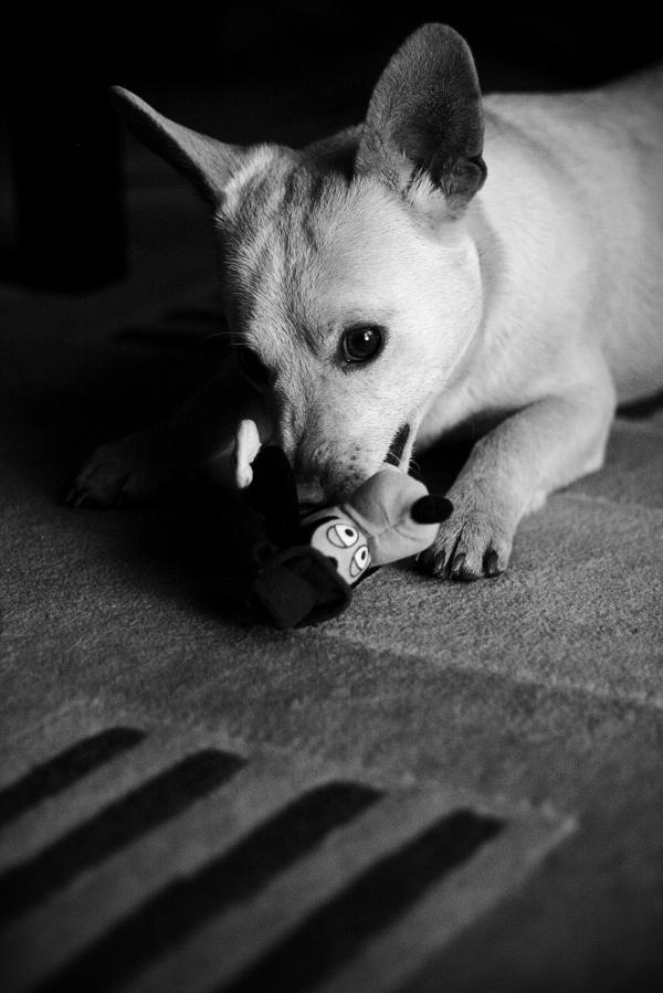 Adorable dog