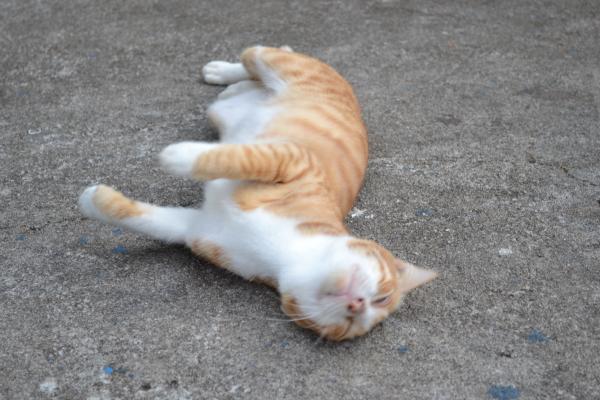 Adult cat lay down