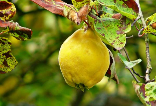 African Fruit