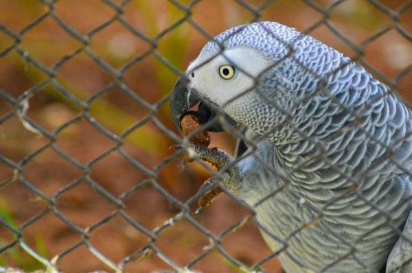 African Grey Parrot