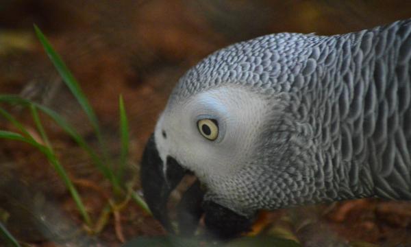 African Grey Parrot