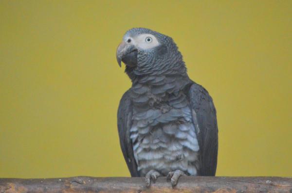 African Grey Parrot