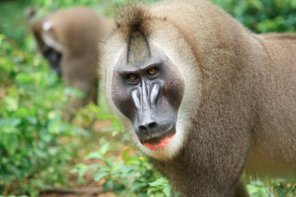 African Monkey