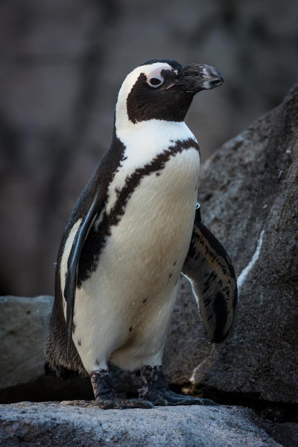 African Penguin