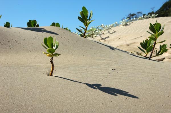 African Plants