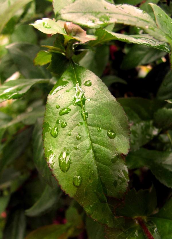 After the rain