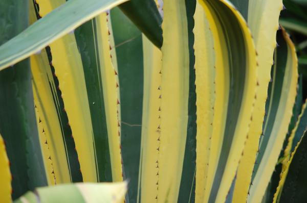 Agave cactus leaves