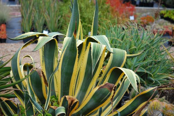 Agave cactus leaves