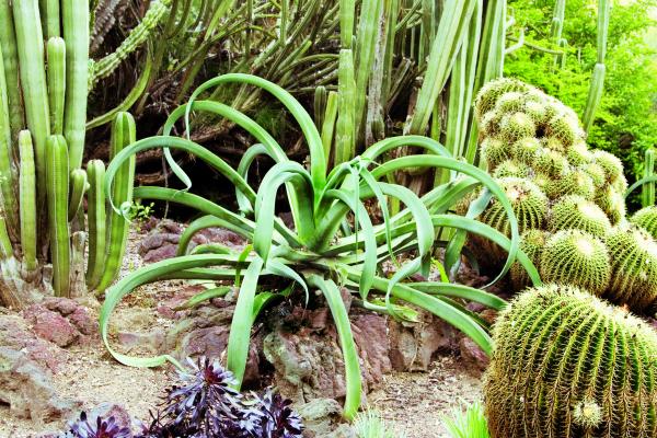 Agave plant