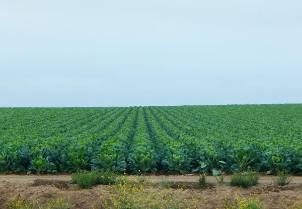 Agricultural Field