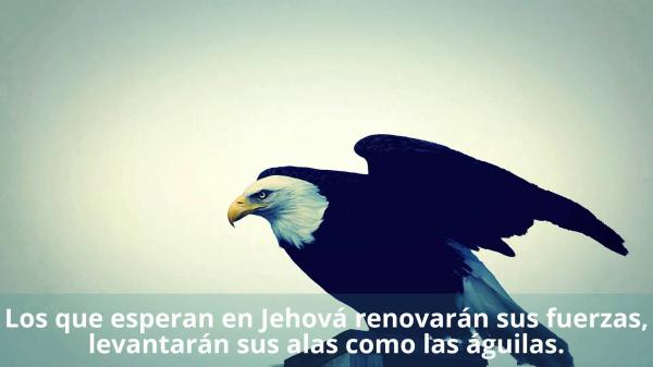 Renovaran Sus Fuerzas