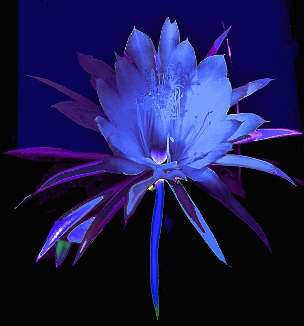 Alien Flowers