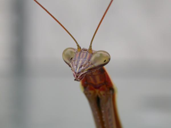 Alien like insect