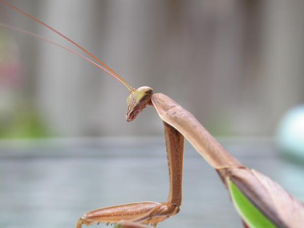 Alien like insect