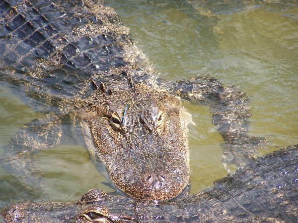 Alligator in the River