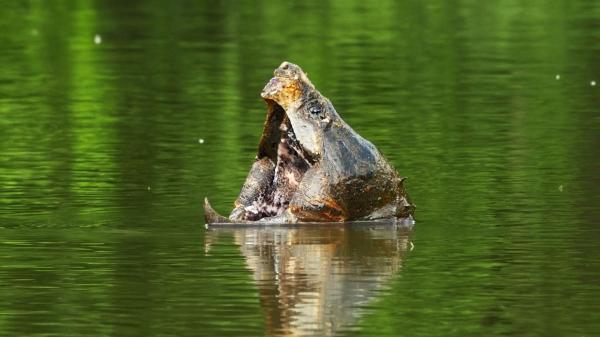 Alligator Snapping Turtle