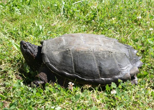 Alligator Snapping Turtle