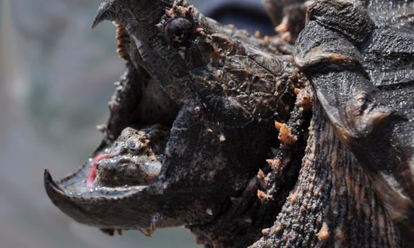Alligator Snapping Turtle