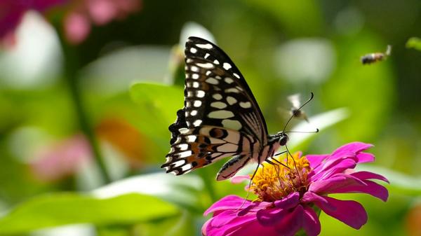 Alluring Butterflies
