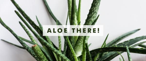 Aloe monstera