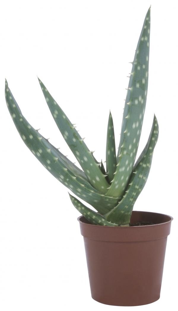 Aloe plant