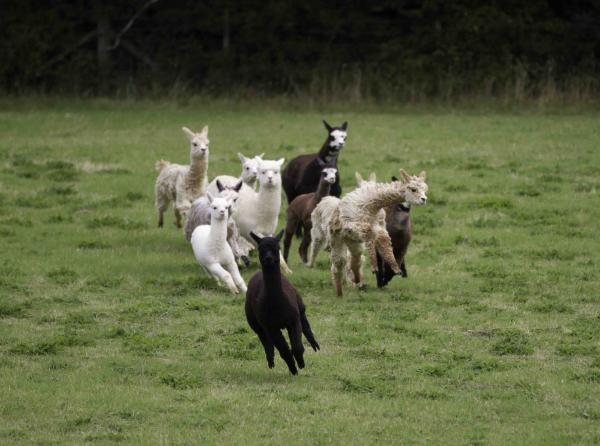 Alpaca in field