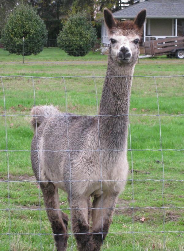Alpaca Stare
