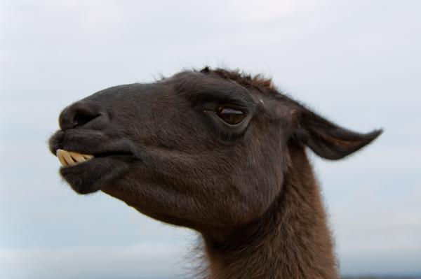 Alpaca