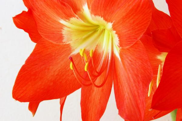 Amaryllis