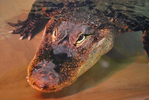 American Alligator
