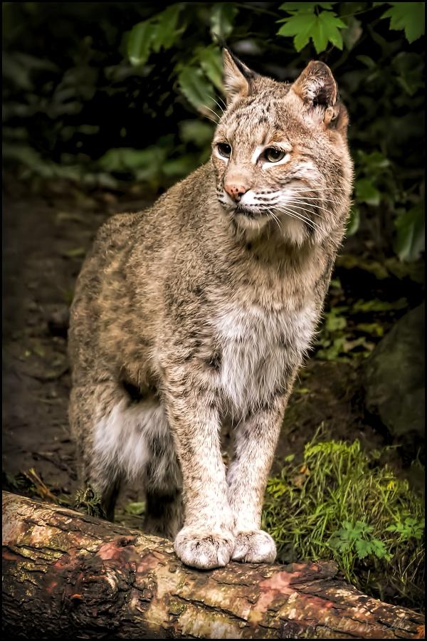 American Bobcat