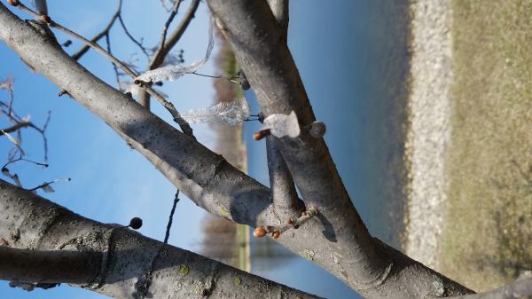 American Linden or Basswood
